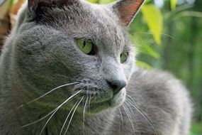 gray cat with green eyes near the trees