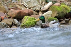 colorful drake in a stormy river