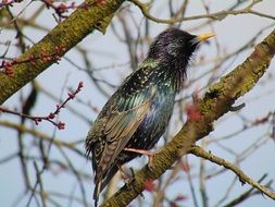 singing Starling on branch at spring