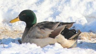 beautiful drake in the snow