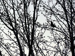 silhouette of a bird on a tree branch