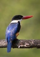 picture of the Kraten bird
