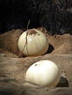 two shiny ostrich eggs in the sand