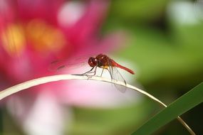 dragonfly on the stem of a plant against the background of a flower