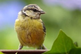 Blue Tit Young