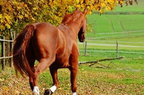 running horse on the pasture