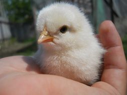 human hand is holding a little chicken