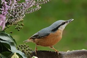sitta europaea- garden bird