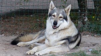 liyng Wolf looking straight in cage