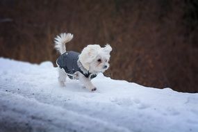 white fluffy maltese dog in winter