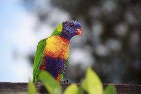 multicolored australian parrot