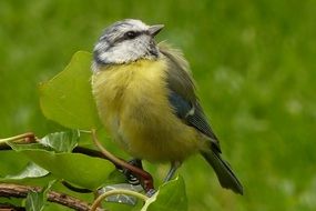 Blue tit on the branch