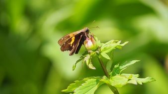 butterfly on a flower bud close up