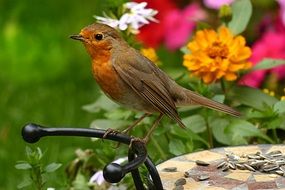 foraging robin in the summer garden