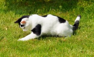 domestic cat playing on green grass