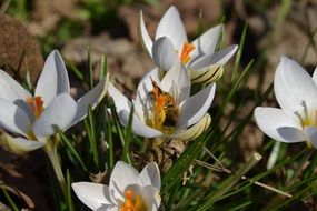 astra Flower and Bee
