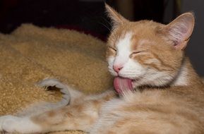 white ginger cat washes