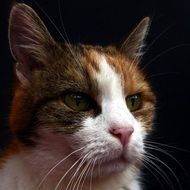 face of white-red-haired domestic cat