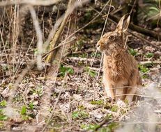 gray hare in the forest