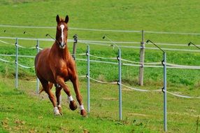 beautiful horse running in the paddock