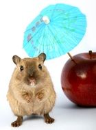 cute hamster and apple with cocktail umbrella