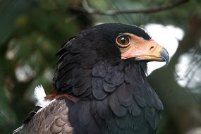 proud bird pf pray