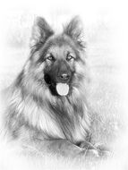 portrait of a german shepherd