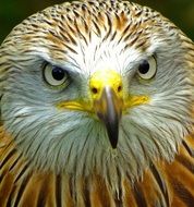 bird of prey head