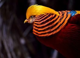 portrait of golden pheasant