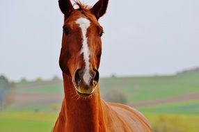 portrait of a graceful farm horse