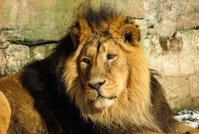 lion in winter in the Nuremberg zoo