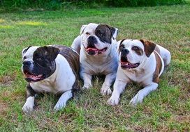 three funny american bulldogs