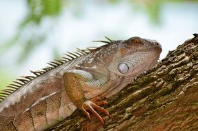 green spiny lizard on tree