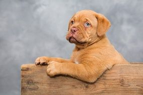 Dogue Bordeaux Puppy