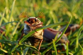 Maybug Beetle
