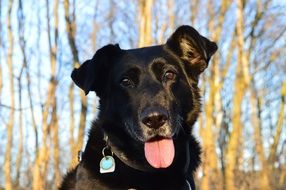 portrait of cute black dog in the forest