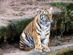 young tiger sitting near stones