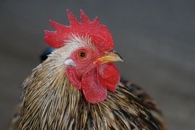 portrait of a chicken on a gray background