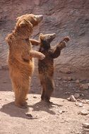 standing two bears in the zoo