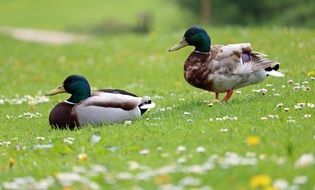 two mallard ducks on a green lawn in a blurred background