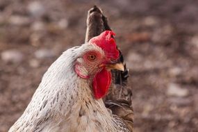 portrait of a farm chicken