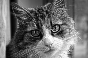 cat face, black and white