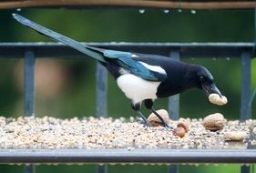magpie bird is feeding
