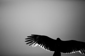 Black and white photo of the hawk