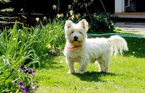 wonderful and beautiful West Highland White Terrier