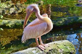 pink pelican on a stone by the lake