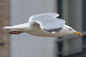 Photo of Seagull in a flight