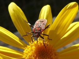 red and black beetle on a yellow and orange flower