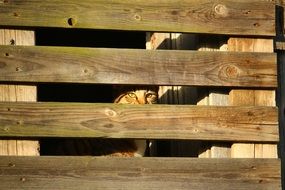 cat behind a wooden wall
