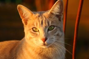 charming tom cat in evening lights